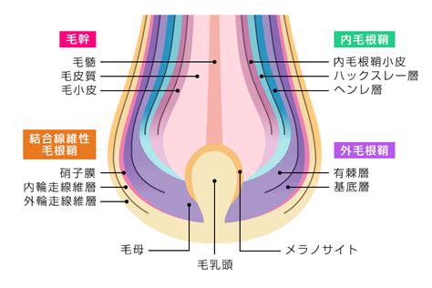 毛根鞘 気持ちいい|毛根鞘 (もうこんしょう)は取れても大丈夫？気をつけ。